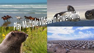 Play Multiple Videos in One Slide - Use PowerPoint 2021 - Video Editing