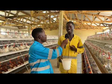 CAGE FARMING UNEXPECTED REVELATIONS FROM A WORKER 