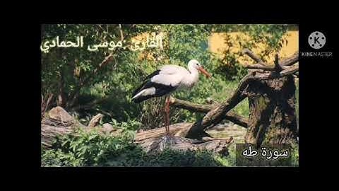 صوت مالوش مثيل سورة طه من صلاة القيام للقارئ :موسى الحمادي