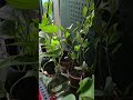 ज़रूरी नहीं जो Viral हो, वो हर पौधे के लिए सही हो 🌱 #ricewater #plantcaretips #gardeningtips #shorts