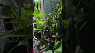ज़रूरी नहीं जो Viral हो, वो हर पौधे के लिए सही हो 🌱 #ricewater #plantcaretips #gardeningtips #shorts