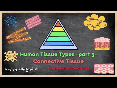   9    أنواع النسج الجزء الثالث أنواع النسيج الضام