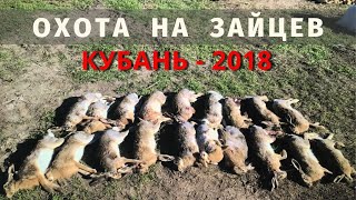 Охота на зайца на Кубани