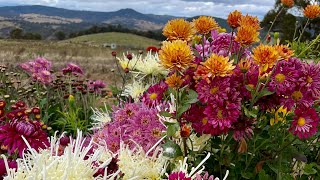 May 2024 (late Autumn) Australian Flower Farm Tour.