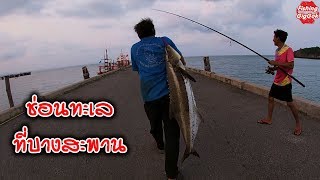 18 kg. Cobia inshore fishing at Bangsaphan