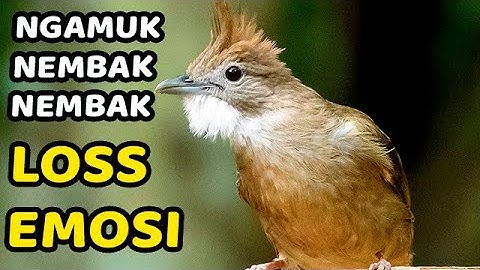 SUARA MASTERAN KAPAS TEMBAK GACOR FULL