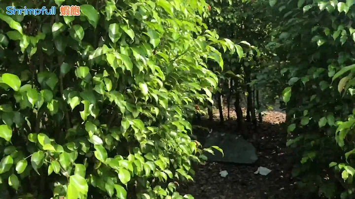 新生公園迷宮 迷宮花園 花博公園 圓山公園 IG打卡 婚紗攝影 社團活動景點推薦 - 天天要聞