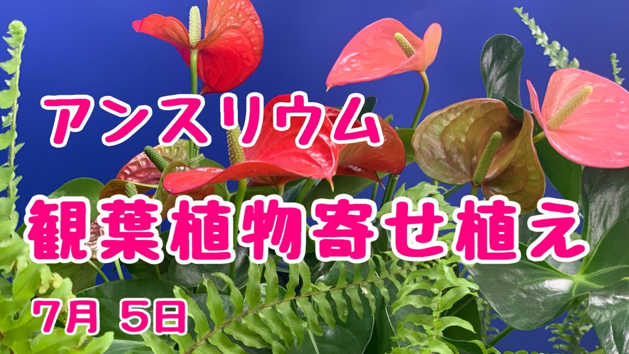 アンスリウムとツデーシダで夏の北向き玄関に観葉植物の寄せ植え プランツギャザリング Youtube