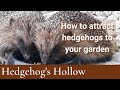 How to attract Hedgehogs into your Garden | Hedgehog's Hollow
