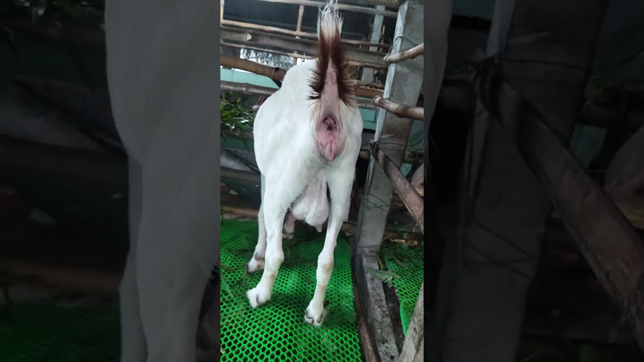 Phối giống dê tơ sau 1 tuần thế nào