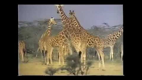 Geoffrey Giraffe Animal Alphabet