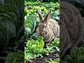 hungry rabbit #hungryrabbit #hungrybirds