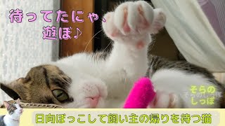 日向ぼっこして飼い主の帰りを待つ猫