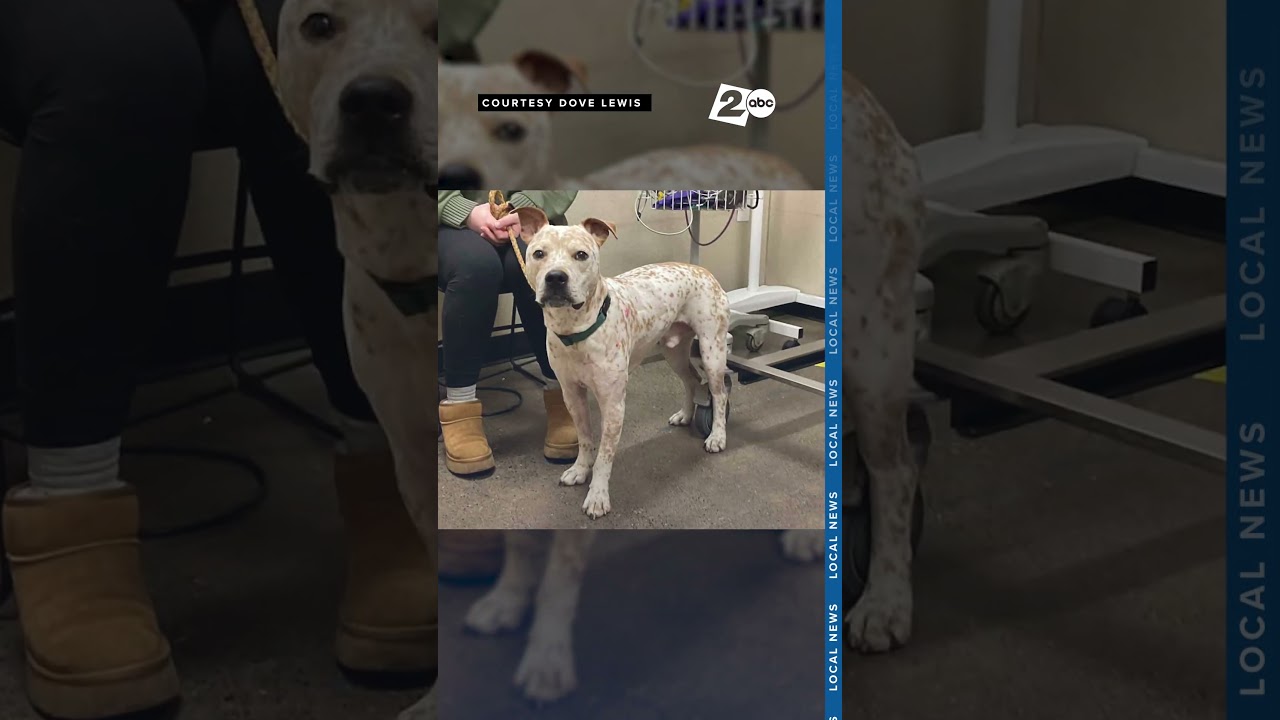 Dog survives life-threatening porcupine quill ordeal with emergency surgery at DoveLewis in Portland