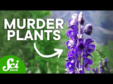 Video: Worled loosestrife жергиликтүүби?