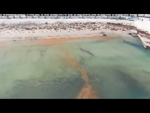 Video: La Fioritura Di Alghe Tossiche Nel Mississippi Chiude Le Spiagge