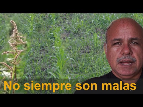 Video: Malezas Contra Plagas