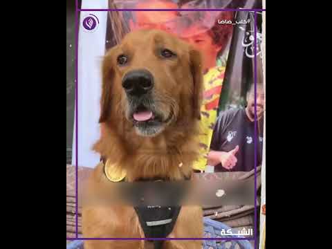الشبكة كلب ضاضا ابن اسماعيل الليثي حزن عليه زي البشر مضرب عن الطعام وبيدور عليه ف كل مكان