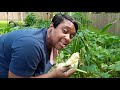 Harvesting Peaches & Cream Corn