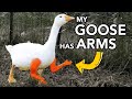 I Gave My Goose Prosthetic Arms