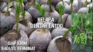 MACAM MACAM JENIS BIBIT BUAH