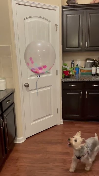 This Awesome Trick My Dog Just Started Doing When He First Saw Balloons this-awesome-trick-my-dog-just-started-doing-when-he-first-saw-balloons