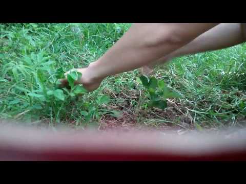 วีดีโอ: สารกำจัดวัชพืชสตรอเบอร์รี่ป่า - การกำจัดต้นสตรอเบอร์รี่ป่า