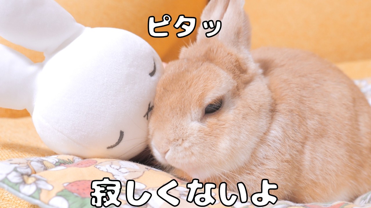 My rabbit cuddled a stuffed toy all day so he wouldn't feel lonely