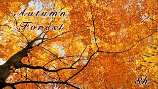 Relaxing Nature Sounds: Autumn Forest Tranquility, Birds Singing, Fall Colours  Sleep & Relax 8 Hrs