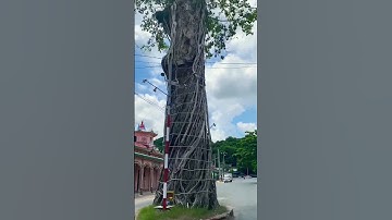 Cây Dầu đứng giữa đường ở An Giang #shorts