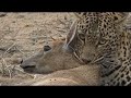 Super! Leopard vs WarthogㅣImpala, Buck, Hyena, GazelleㅣWild Animal Attaksㅣ표범 vs 혹멧돼지