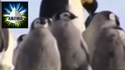 Penguins and Global Warming ☁️ Climate Change Devastates Emperor Penguins ⛅ In Antarctica