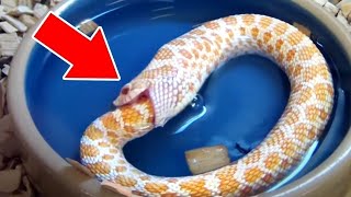 SELF-EATING snake?! Net Worth
