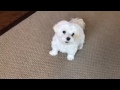 Max the Maltese and his tricks の動画、YouTube動画。