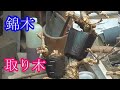錦木の取り木