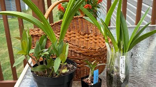 видео: Уменьшаю подчищаю коллекцию орхидей .. пристроила 5 орхидей , приобрела три.. я в плюсе! ❤️😁 картинка: Уменьшаю подчищаю коллекцию орхидей .. пристроила 5 орхидей , приобрела три.. я в плюсе! ❤️😁