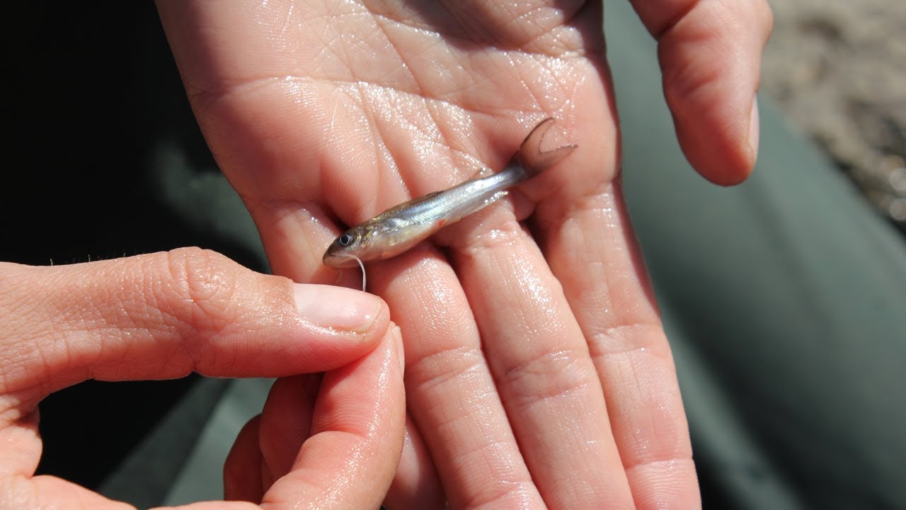 Seining for Fish 