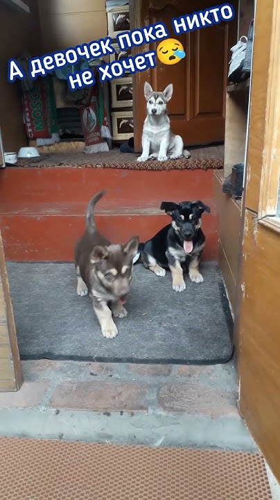 Хасята - YouTube