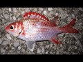 世界遺産で本気の穴釣り。Fishing at a World Heritage Site. 세계유산으로 낚시.在世界遗产地钓鱼