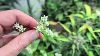 Midflower Maintenance | Butter's Breath and Rainbow Sundae 11