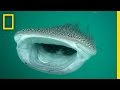 Investigating the Mysterious Whale Sharks of Mafia Island | National Geographic