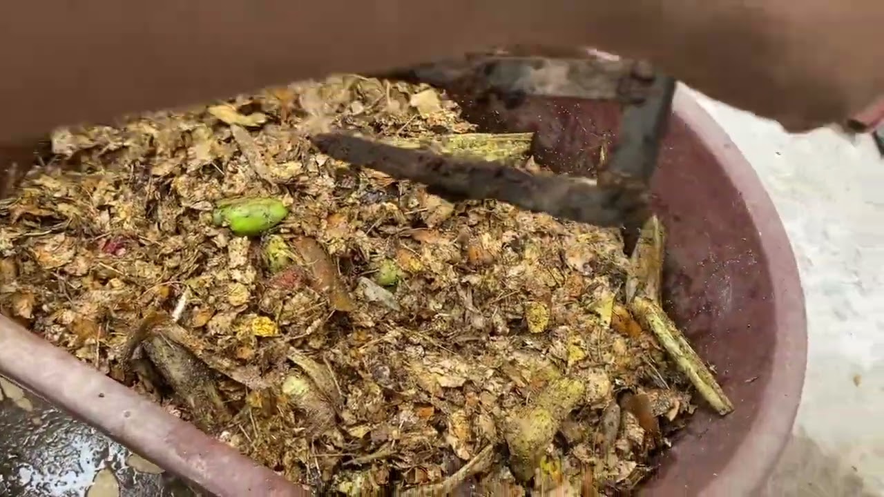 Alimentación de lombriz roja californiana a base de hojas secas y residuos de cocina