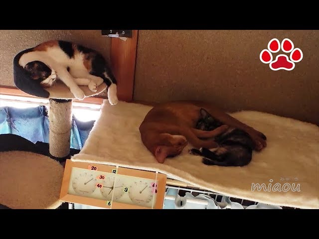 子猫らな猫部屋生活2日目【瀬戸のらな日記】 Kitten Lana Cats Room Life Day 2