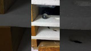 Heavy Hot Iron Ball vs Foam Tower #experiment #home