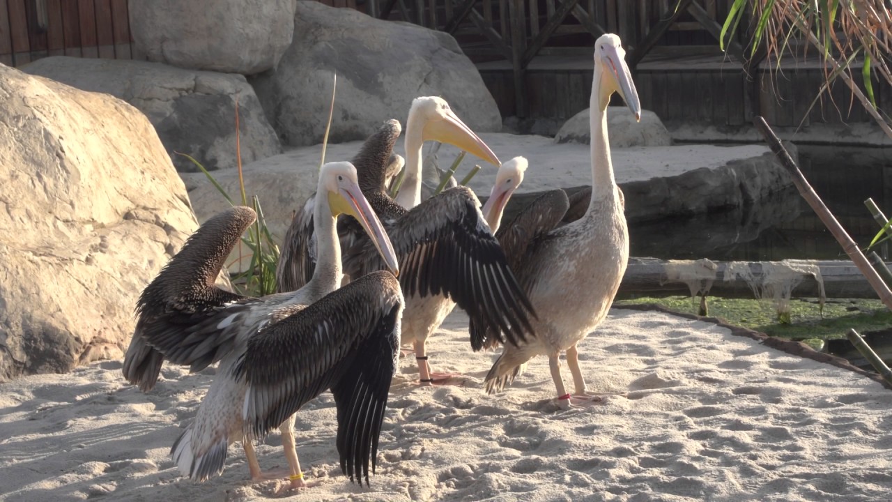Pelicanos Youtube
