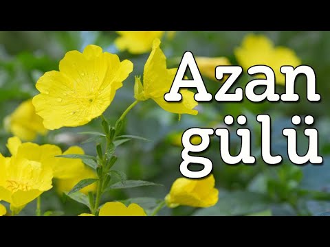 Azan gülü / Azan gulunun acmasi