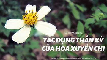 Hoa xuyến chi - tác dụng thần kỳ của loài cúc vệ đường giản dị