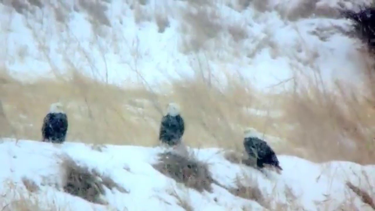 county group Bald Eagles outside of Exira, Iowa. #2