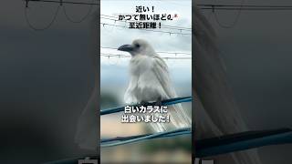 白いカラスに出会いました！｜PECO