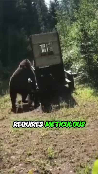 The Unpredictable Wild: Bear Release Gone Wrong